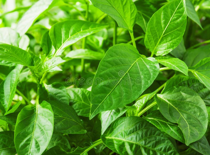 Weelderige peperbladeren royalty-vrije stock foto