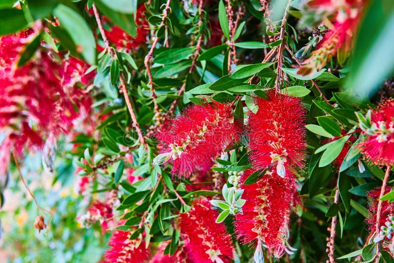 Weeping Bottlebrush Tree with Flowering Red Bristles Stock Photo