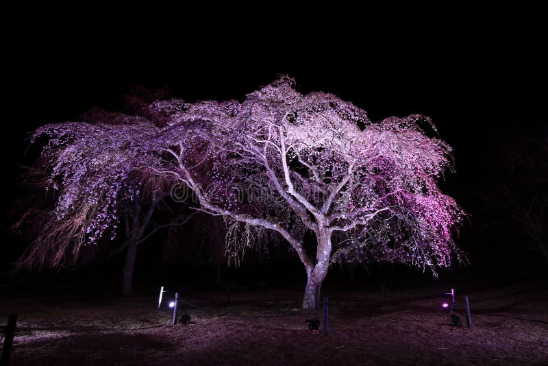 Weeping Cherry Tree in Sakura No Sato Night Scene Stock Image - Image ...