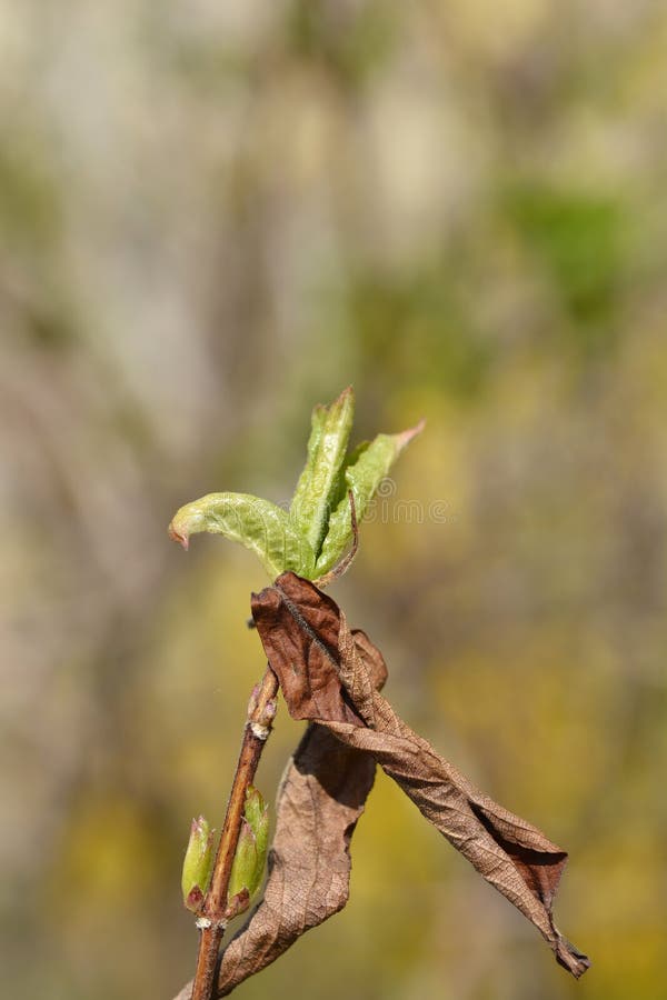 Weeping forsythia stock photo. Image of botany, garden 266866954