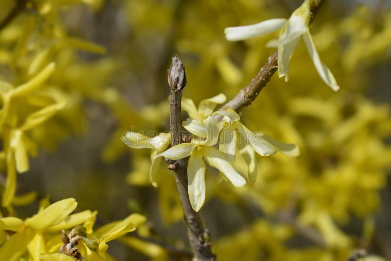 Weeping Forsythia Photos Free Royalty Free Stock Photos From Dreamstime Weeping Forsythia Photos Free Royalty Free Stock Photos From Dreamstime