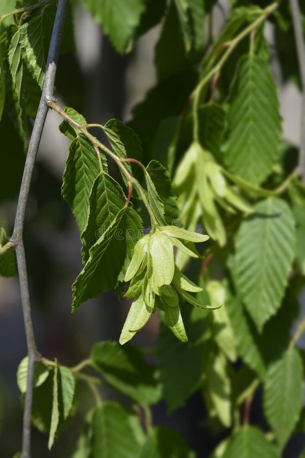 Weeping hornbeam stock photo. Image of botany, betulus 188539574