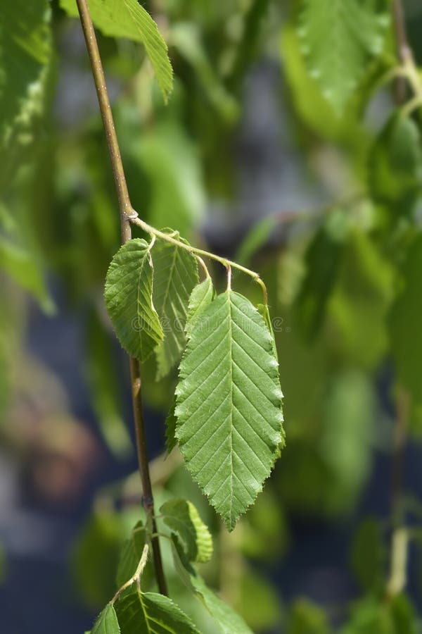 Weeping hornbeam stock image. Image of weeping, leaf 183321835