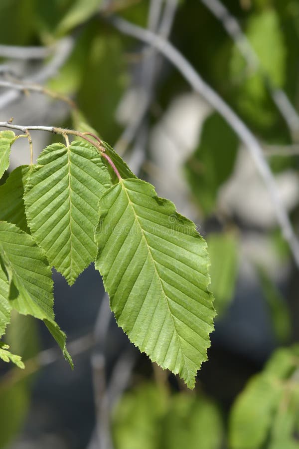 Weeping hornbeam stock photo. Image of hornbeam, plant 230345942