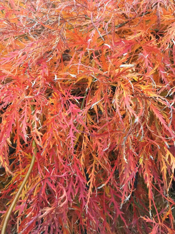 WEEPING MAPLE stock photo. Image of wokemi, weeping 168296832