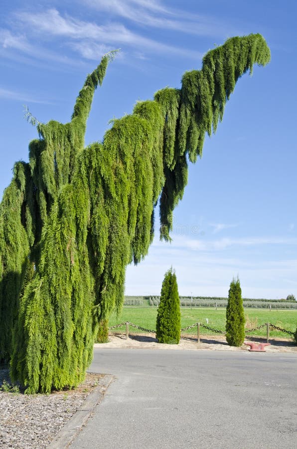 Weeping Sequoia Trees stock image. Image of weeping, countryside 21324755