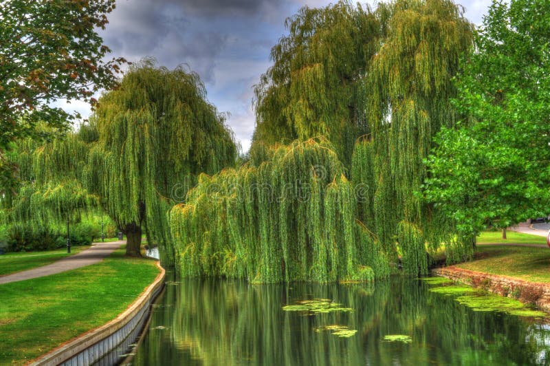 The Weeping Willow