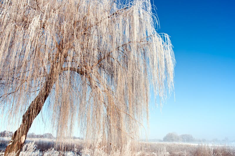 Weeping willow