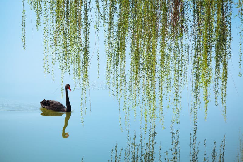 Weeping willow and black swan