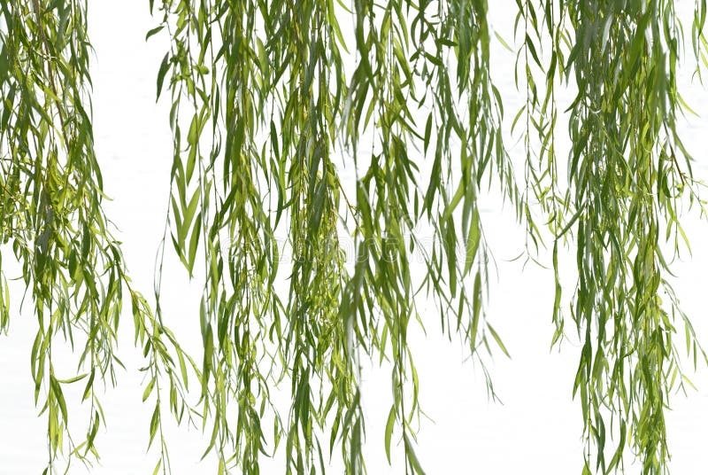 Weeping willow foliage