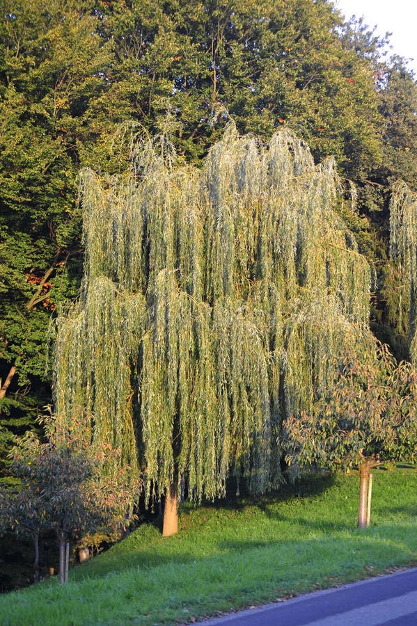 Niobe Weeping Willow