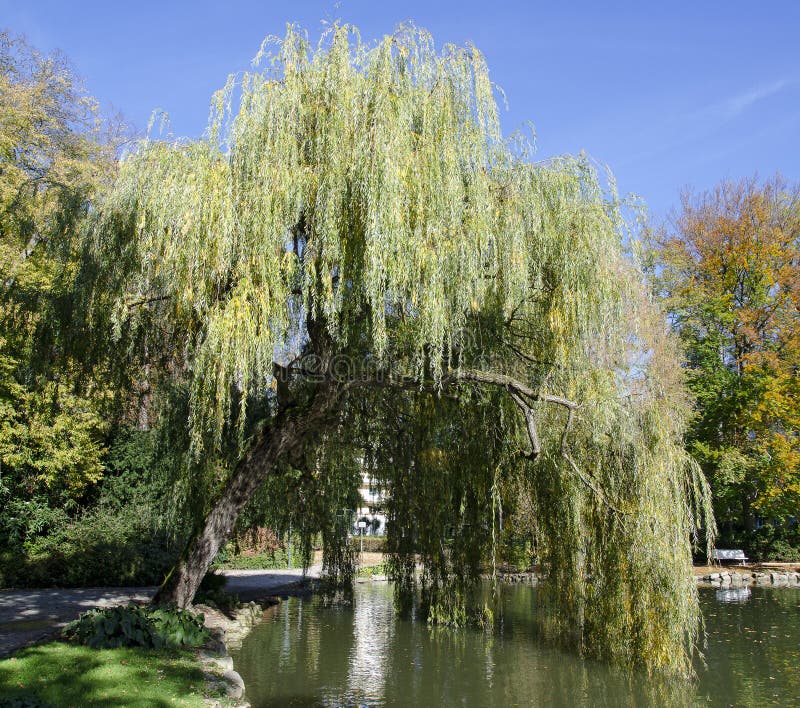 Weeping willow at a pond