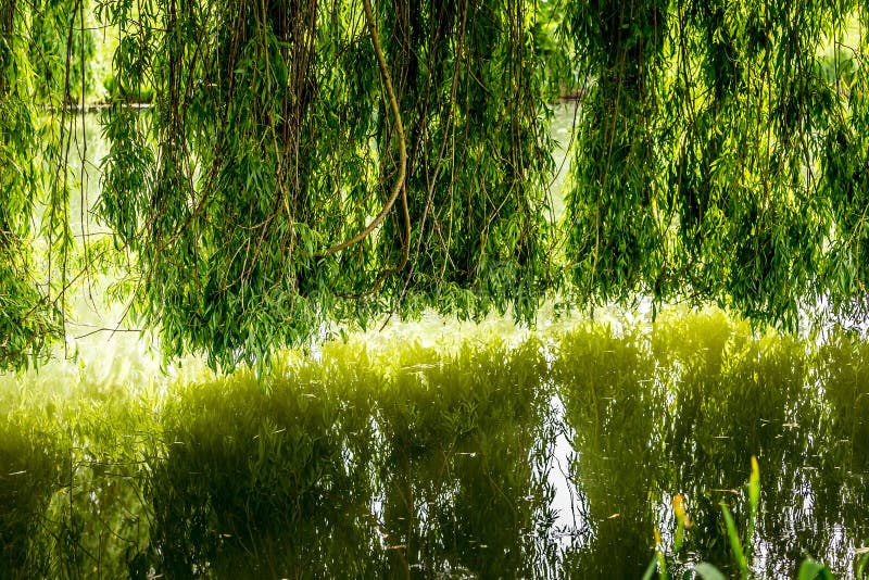 Weeping Willow on a Pond in Santeny Stock Image Image of nature, pond