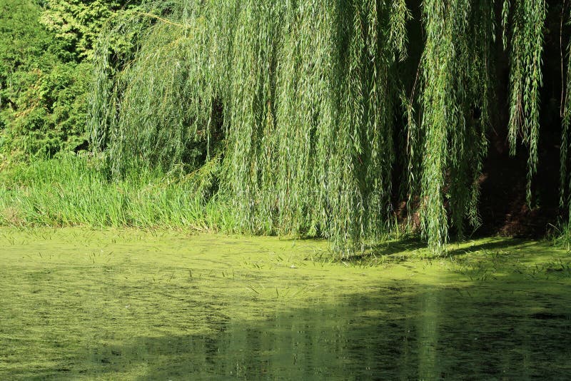 Weeping Willow, Salix, by the Pond Stock Image Image of calm, water
