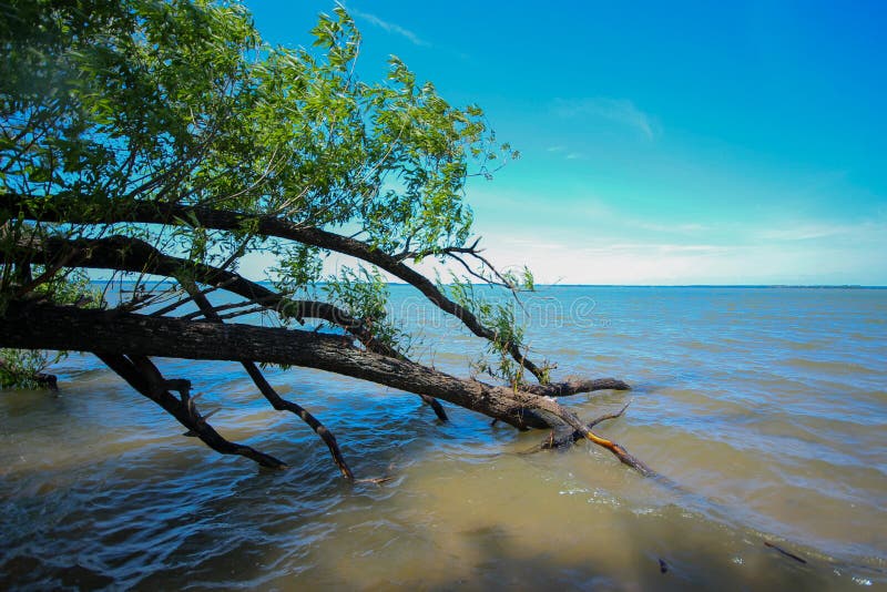 Weeping willow. Summer landscape tree fallen in the water. Blue glare from the sky on the surface of the water stock image Weeping willow. Summer landscape tree fallen in the water. Blue glare from the sky on the surface of the water stock image