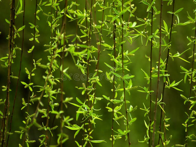 Weeping willow tree royalty free stock image Weeping willow tree royalty free stock image