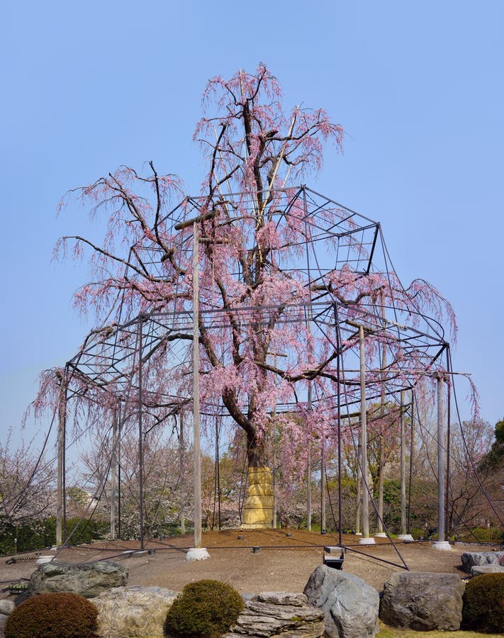Weeping Willow Tree In Japan Background, Cherry Blossoms Weeping
