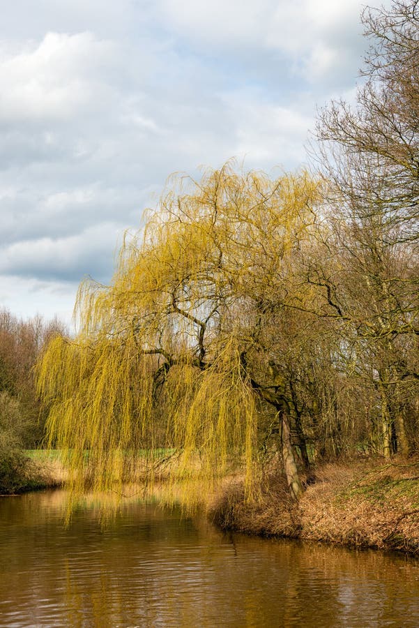 Budding Weeping Willow Tree in the Beginning of the Spring Season Stock  Image - Image of branch, cloudy: 113705637