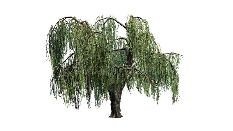 Weeping willow tree - isolated on white background royalty free stock image