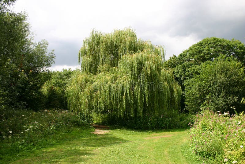 Weeping willow tree