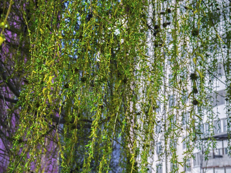 Weeping Willow Tree in the Public Yard Stock Image Image of blooming