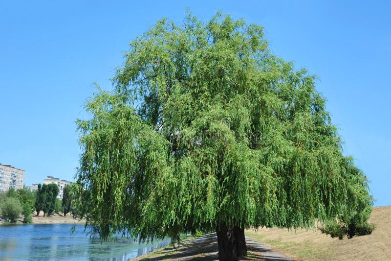 Weeping willow tree royalty free stock photography Weeping willow tree royalty free stock photography