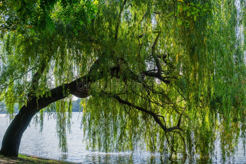 Weeping willow tree royalty free stock photo