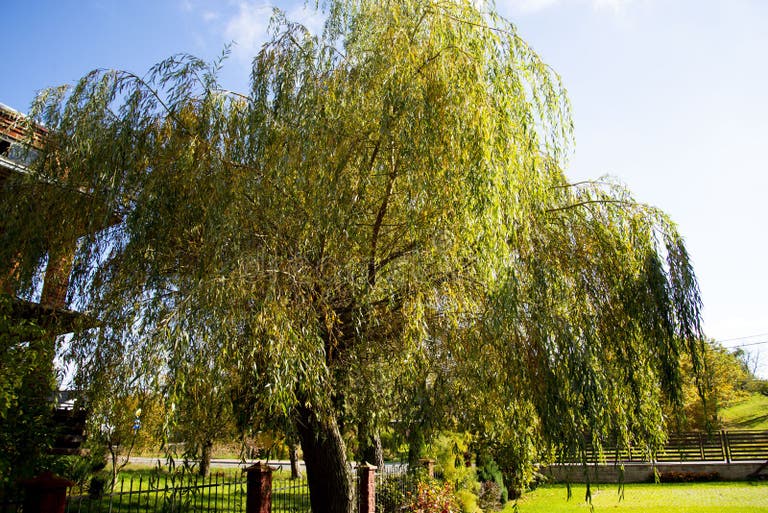Weeping Willow Yard Stock Photos Free & RoyaltyFree Stock Photos