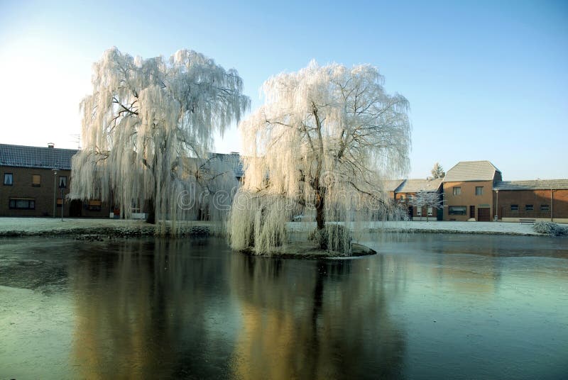 Weeping willows in the center of the village