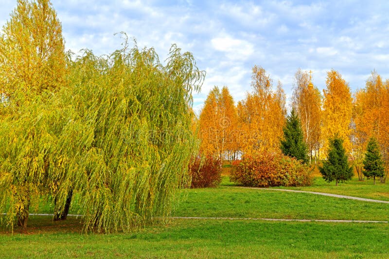 Weeping willows in Mitino Landscape Park. Moscow, Russia stock images Weeping willows in Mitino Landscape Park. Moscow, Russia stock images