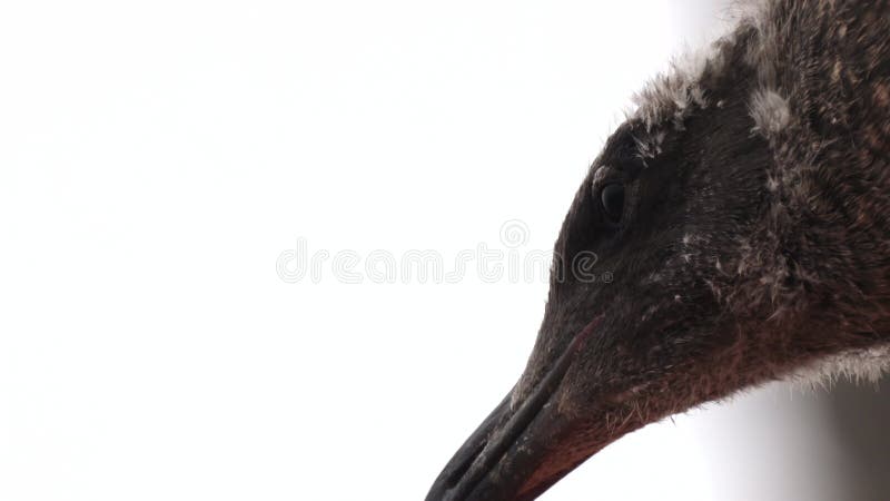 Weergave van een baby-schedel op de witte achtergrond stock footage