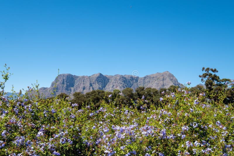 Weergeven van bloemen, groen en bergen uit Tokara-Wijnlandgoed worden genomen, Stellenbosch, Zuid-Afrika, op een duidelijke dag d royalty-vrije stock afbeeldingen Weergeven van bloemen, groen en bergen uit Tokara-Wijnlandgoed worden genomen, Stellenbosch, Zuid-Afrika, op een duidelijke dag d royalty-vrije stock afbeeldingen