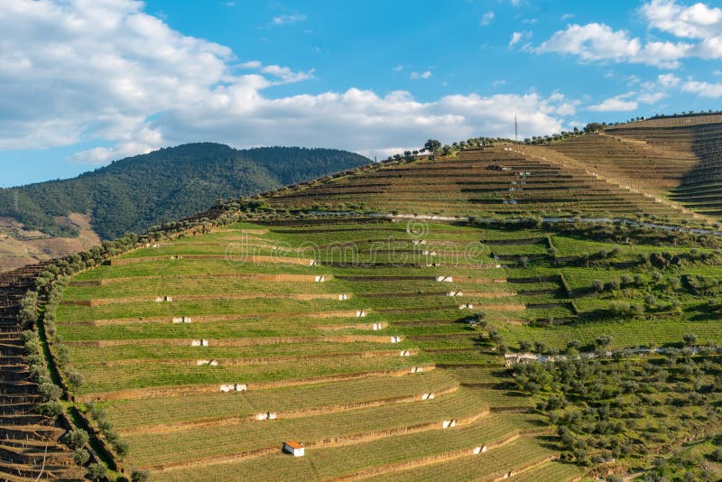 Weergeven van de mooie Torto-riviervallei met wijngaarden en terrasvormige hellingen in het Douro-Gebied, het beroemde Gebied van stock foto's Weergeven van de mooie Torto-riviervallei met wijngaarden en terrasvormige hellingen in het Douro-Gebied, het beroemde Gebied van stock foto's