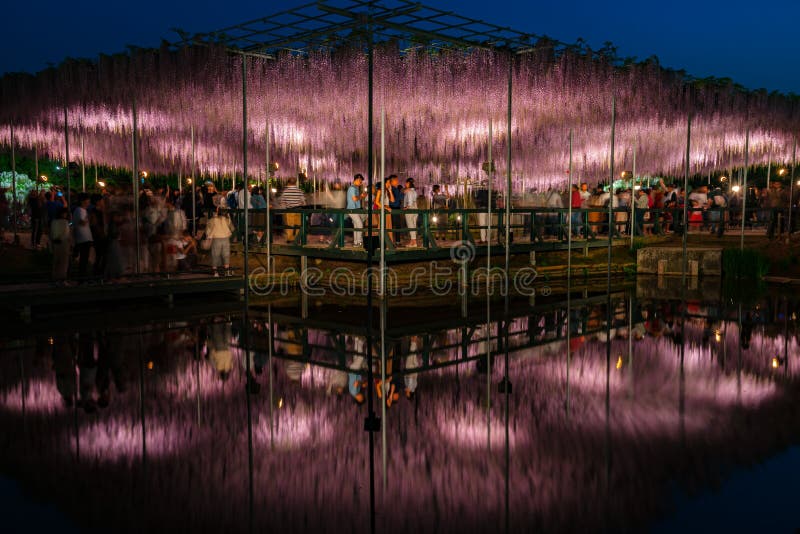 Weergeven van latwerk van volledige bloei het Purpere roze Reuzewisteria geheimzinnige schoonheid wanneer omhoog aangestoken bij royalty-vrije stock foto Weergeven van latwerk van volledige bloei het Purpere roze Reuzewisteria geheimzinnige schoonheid wanneer omhoog aangestoken bij royalty-vrije stock foto