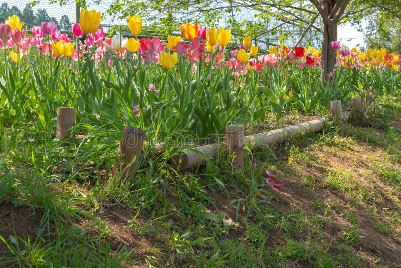 Weergeven van Mooi Tulpengebied veelkleurig in de tuin stock afbeeldingen Weergeven van Mooi Tulpengebied veelkleurig in de tuin stock afbeeldingen