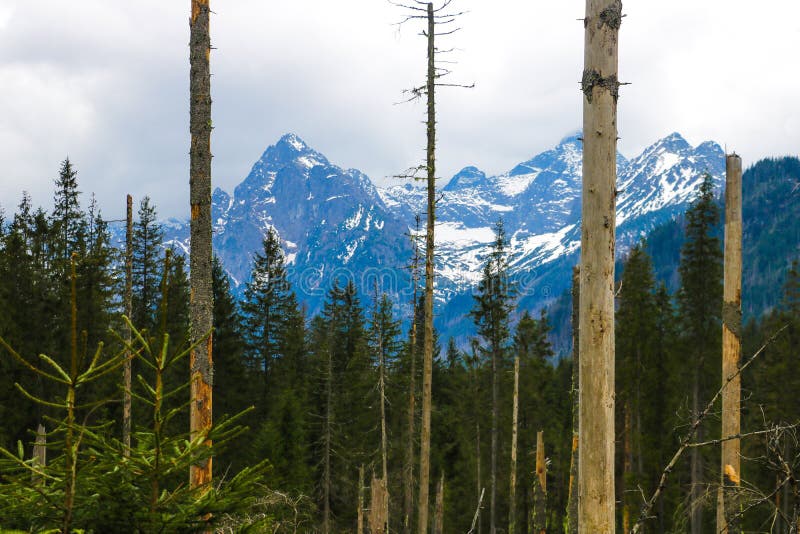 Weergeven van Tatra mounains Tatrabergen in de ochtend Mooie groene vallei bij sneeuwbergenuitlopers royalty-vrije stock afbeeldingen Weergeven van Tatra mounains Tatrabergen in de ochtend Mooie groene vallei bij sneeuwbergenuitlopers royalty-vrije stock afbeeldingen