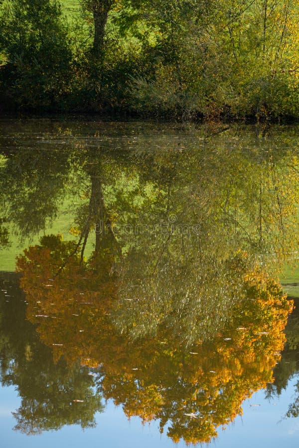 Reflection of a yellow leave tree in lake water scene. Reflection of a yellow leave tree in lake water scene