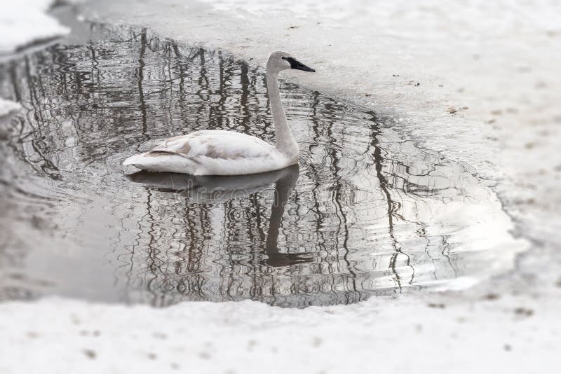 Weerspiegeld buccinator van Cygnus van de trompetterzwaan stock afbeelding Weerspiegeld buccinator van Cygnus van de trompetterzwaan stock afbeelding