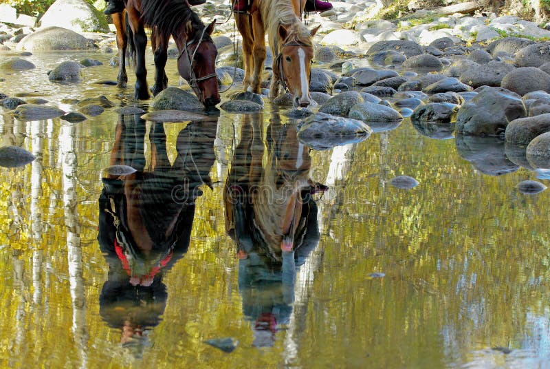 Weerspiegeling van Paarden het drinken royalty-vrije stock afbeelding Weerspiegeling van Paarden het drinken royalty-vrije stock afbeelding