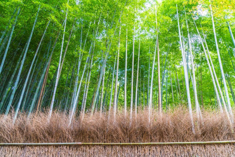 Weg aan bamboebos in Arashiyama in Kyoto stock fotografie Weg aan bamboebos in Arashiyama in Kyoto stock fotografie