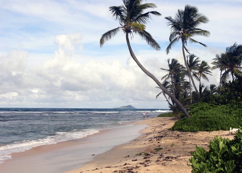 Scenic view of idyllic tropical beach with palm trees, Saint Croix, United, States, Virgin Islands, U.S.A. Scenic view of idyllic tropical beach with palm trees, Saint Croix, United, States, Virgin Islands, U.S.A.