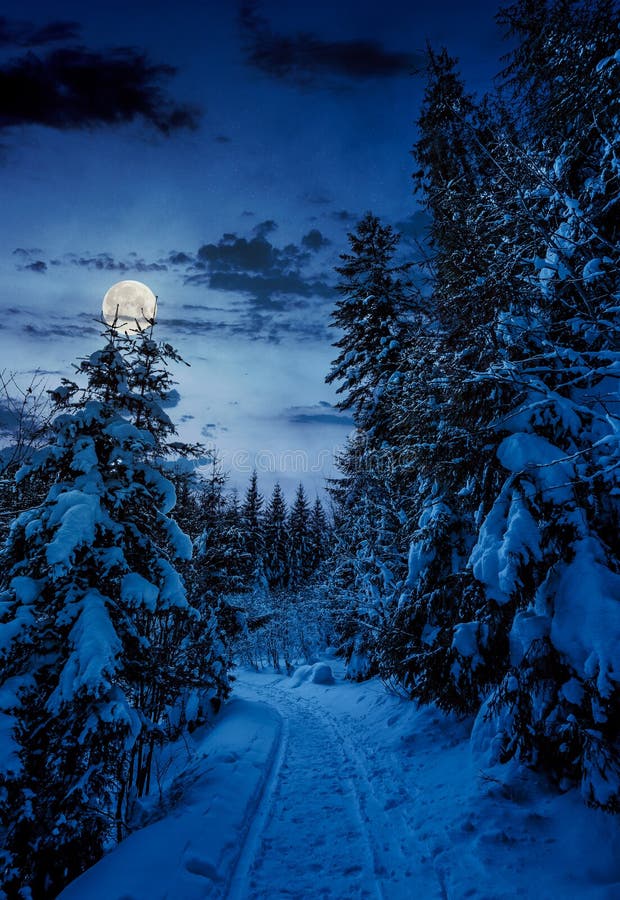 Weg door net bos in de winter bij nacht stock foto Weg door net bos in de winter bij nacht stock foto