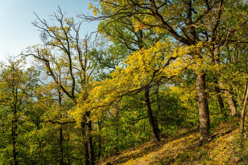 Weg durch einen decidious Wald im Herbst lizenzfreie stockfotos Weg durch einen decidious Wald im Herbst lizenzfreie stockfotos