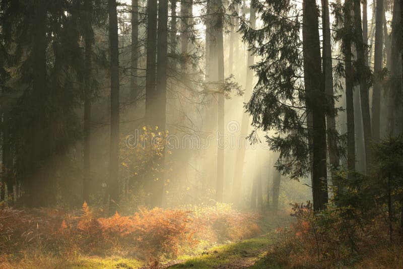 Weg durch einen nebelhaften Koniferenwald bei Sonnenaufgang