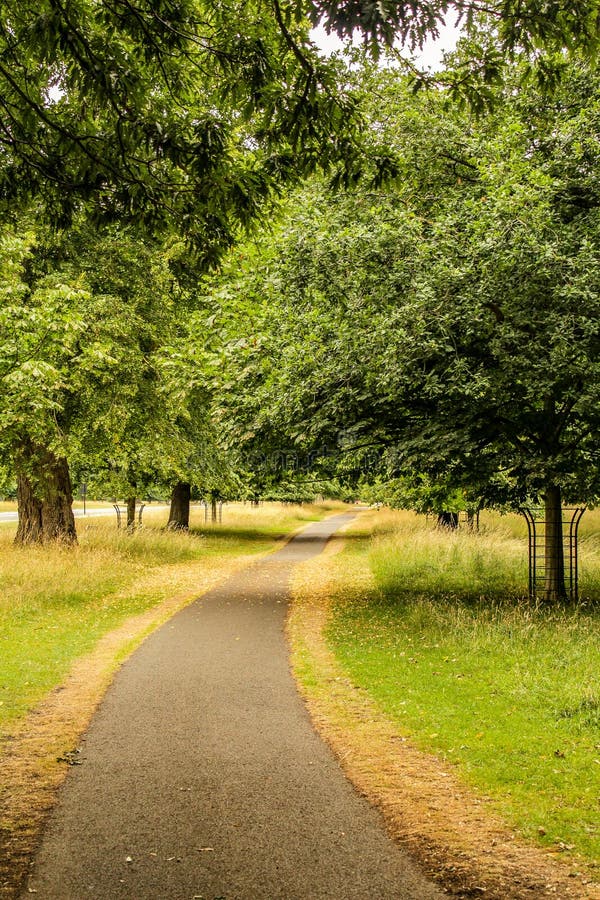 Weg durch Wald im Spätsommer, Irland stockfotografie Weg durch Wald im Spätsommer, Irland stockfotografie
