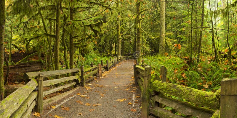 Weg durch üppigen Regenwald, Kathedrale Grove, Kanada stockfotos Weg durch üppigen Regenwald, Kathedrale Grove, Kanada stockfotos