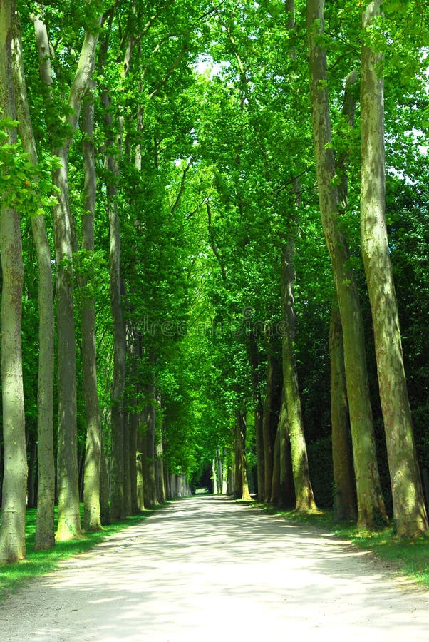 Road surrounded by old green trees in Versailles gardens, France. Road surrounded by old green trees in Versailles gardens, France.