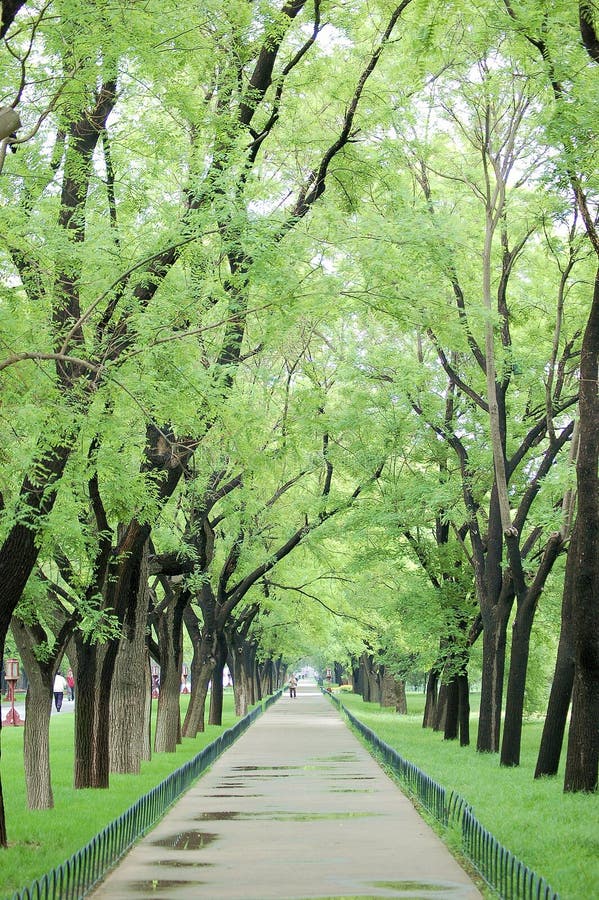 Road surrounded by two row of old green trees after rain, shot at temple of heaven park, beijing China. Road surrounded by two row of old green trees after rain, shot at temple of heaven park, beijing China.