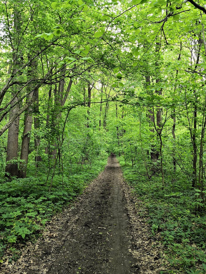 Weg in het groene bos stock fotografie Weg in het groene bos stock fotografie