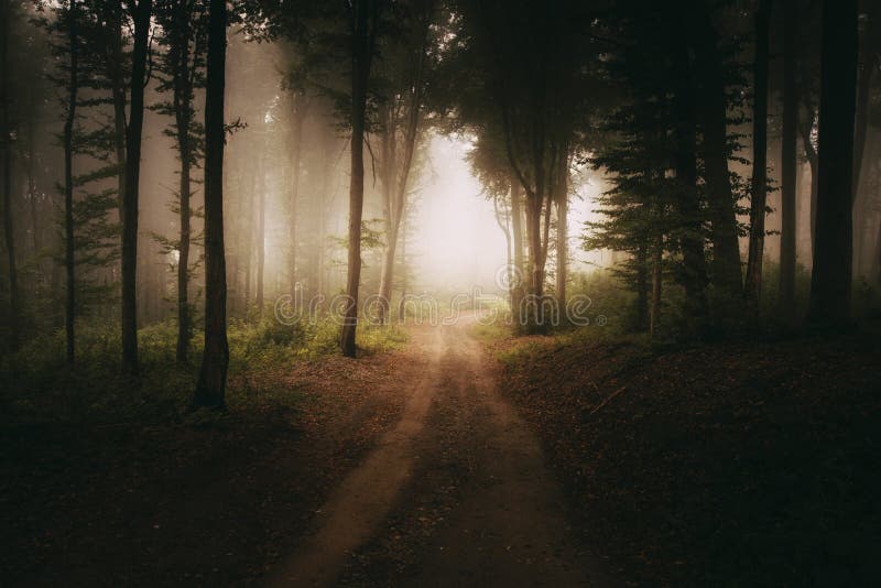 Weg ins Licht im dunklen geheimnisvollen Wald stockfoto